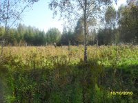 SDC10352.jpg