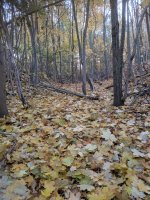 IMG_20181110_072341.jpg