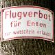 Stachelfisch